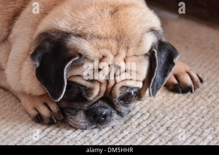 Porträt von traurig reinrassigen Mops Hund Stockfoto