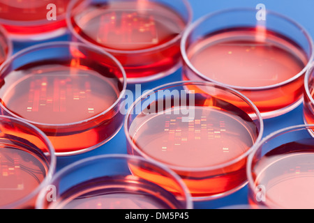 Petrischalen mit Proben zur DNA-Sequenzierung Stockfoto