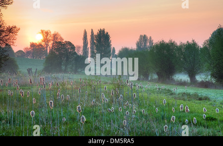 Reedmace wächst in Feuchtgebieten in Chipping Campden, Gloucestershire, England. Stockfoto