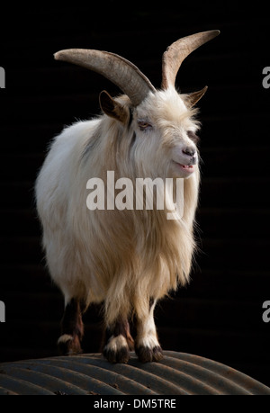 Weiße Ziege mit langen Hörnern auf Welldach vor schwarzem Hintergrund stehen. Stockfoto