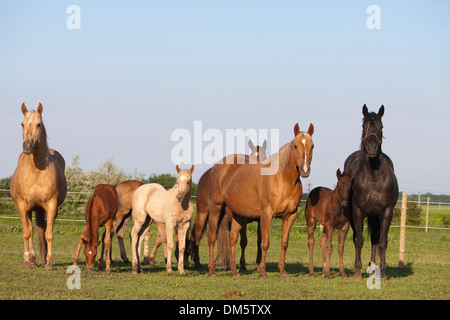American Quarter Horse Stuten Fohlen Weide Stockfoto