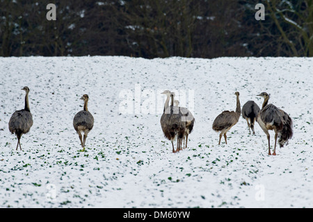 Größere Rhea (Rhea Americana). In einem schneebedeckten Feld gruppieren Stockfoto