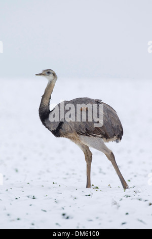 Größere Rhea (Rhea Americana) entflogen Bauernhof in Mecklenburg-Vorpommern zu Fuß in ein schneebedecktes Feld Stockfoto