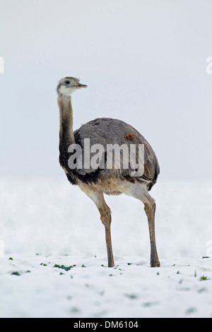 Größere Rhea (Rhea Americana) entflogen Bauernhof in Mecklenburg-Vorpommern zu Fuß in ein schneebedecktes Feld Stockfoto