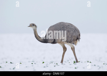 Größere Rhea (Rhea Americana) entflogen Bauernhof in Mecklenburg-Vorpommern zu Fuß in ein schneebedecktes Feld Stockfoto