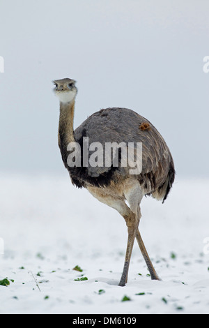 Größere Rhea (Rhea Americana) entflogen Bauernhof in Mecklenburg-Vorpommern zu Fuß in ein schneebedecktes Feld Stockfoto