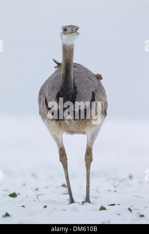 Größere Rhea (Rhea Americana) entflogen Bauernhof in Mecklenburg-Vorpommern zu Fuß in ein schneebedecktes Feld Stockfoto