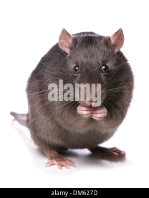 Ausgefallene Ratte, Haustier Ratte (Rattus Norvegicus Forma Domestica), Essen. Studio Bild vor einem weißen Hintergrund Stockfoto