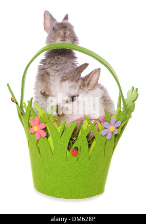 Hauskaninchen. Zwei Osterhasen in einem Korb. Studio Bild vor einem weißen Hintergrund Stockfoto