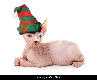 Sphynx Katze tragen Elf Mütze. Studio Bild vor einem weißen Hintergrund Stockfoto