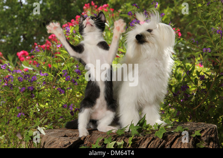 Maltesische schwarz weiße Kätzchen sitzen stumpf Baumgarten, die beide ein bisschen schockiert Stockfoto