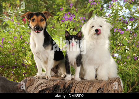 Maltesische Jack Russell Terrier schwarz weiße Kätzchen sitzen Baum stumpf Garten alle lecken ihre Nasen Stockfoto