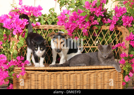 Jack Russell Terrier zwei Kätzchen 4 Monate alten Wicker Bank Garten Stockfoto