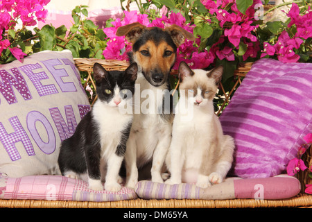 Jack Russell Terrier zwei Kätzchen 4 Monate alten Wicker Bank Garten Stockfoto