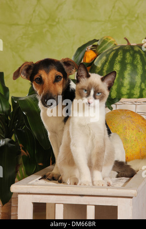 Jack Russell Terrier Kätzchen 4 Monate alten sitzen nebeneinander Hocker Stockfoto