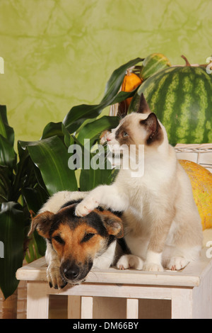 Jack Russell Terrier Kätzchen 4 Monate alten nebeneinander Hocker Stockfoto