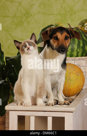 Jack Russell Terrier Kätzchen 4 Monate alten nebeneinander Hocker Stockfoto