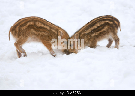 Wildschweine (Sus Scrofa) Ferkel Graben im Schnee, Gefangenschaft, Sachsen, Deutschland Stockfoto