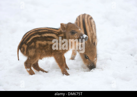 Wildschwein (Sus Scrofa) Ferkel stehend im Schnee, Gefangenschaft, Sachsen, Deutschland Stockfoto