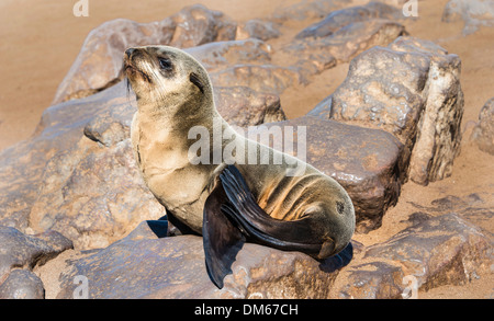 Young Brown Seebär oder Cape Seebär (Arctocephalus percivali) auf einem Felsen, Dorob Nationalpark Cape Cross, Namibia Stockfoto