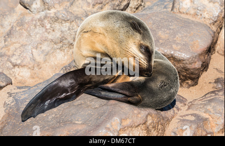 Young Brown Seebär oder Cape Seebär (Arctocephalus percivali) schlafen auf einem Felsen, Dorob Nationalpark Cape Cross, Namibia Stockfoto