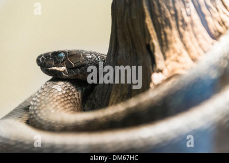 Black Mamba (Dendroaspis Polylepis), Living Desert Snake Park, Walvis Bay, Namibia Stockfoto