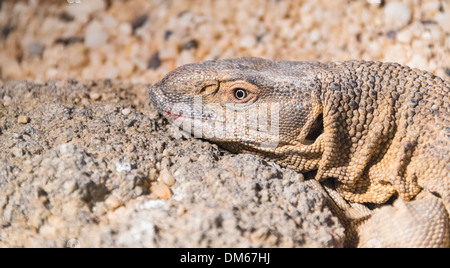 Weiße-throated Waran (Varanus Albigularis), Living Desert Snake Park, Walvis Bay, Namibia Stockfoto