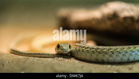 Namib Sand Snake (Psammophis Namibensis), Living Desert Snake Park, Walvis Bay, Namibia Stockfoto