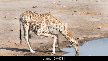 Giraffe (Giraffa Camelopardis) trinken an der Chudob Wasserstelle, Etosha Nationalpark, Namibia Stockfoto
