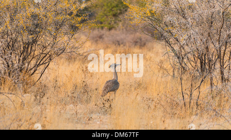 Kori Bustard (Ardeotis Kori), Etosha Nationalpark, Namibia Stockfoto