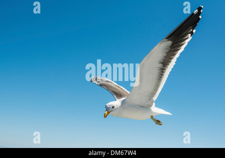 Kelp Gull (Larus Dominicanus) während des Fluges in Walvis Bay, Namibia Stockfoto