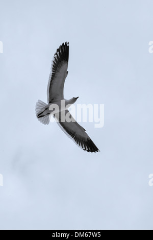 Möwe im Flug in Walvis Bay, Namibia Stockfoto