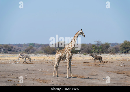 Giraffe (Giraffa Plancius) und Burchell Zebra (Equus Burchellii) an der Chudob Wasserstelle, Etosha Nationalpark, Namibia Stockfoto