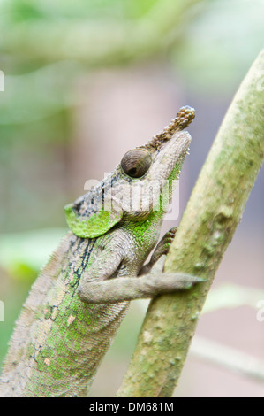 Nashorn-Chamäleon (Furcifer Rhinoceratus), exotische Parc, Peyriar, Madagaskar Stockfoto