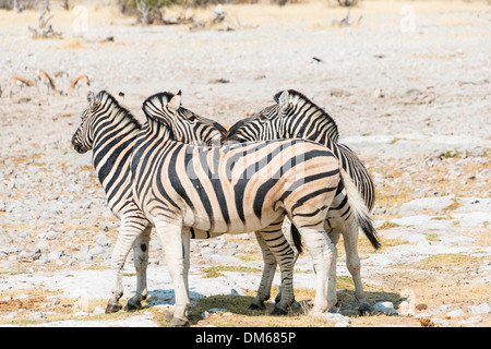 Ebenen Zebra (Equus Quagga), Etosha Nationalpark, Namibia Stockfoto