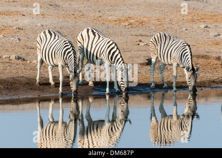 Burchell Zebras (Equus Quagga Burchellii), Spiegelbild der drei Zebras beim Trinken an der Wasserstelle Chudop Stockfoto