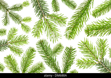 viele grünen Tannenzweigen vor dem weißen Hintergrund isoliert Stockfoto