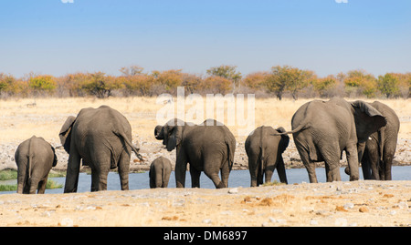 Afrikanische Elefanten (Loxodonta Africana), Herde von hinten trinken an der Wasserstelle Rietfontein, Etosha Nationalpark, Namibia Stockfoto