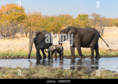 Afrikanische Elefanten (Loxodonta Africana) mit Kalb nach dem Baden in Rietfontein Wasserloch, Etosha Nationalpark, Namibia Stockfoto