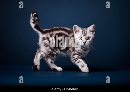Britisch Kurzhaar Katze, Kätzchen, Schwarz Silber Tabby, 3 Monate Stockfoto