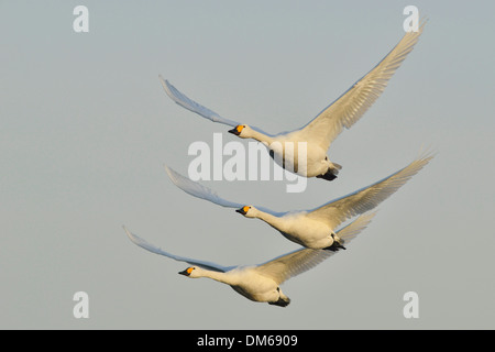 Zwergschwäne (Cygnus Bewickii), im Flug, Emsland-Region, Niedersachsen, Deutschland Stockfoto
