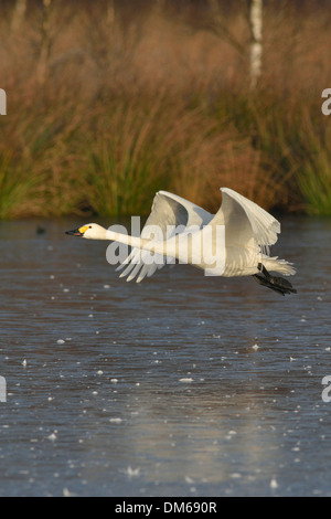 Bewick ´s Schwan (Cygnus Bewickii), im Flug, Emsland-Region, Niedersachsen, Deutschland Stockfoto