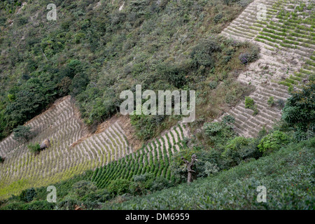 Illegale Coca Felder, Coca Büsche (Erythroxylum Coca) in den Yungas, Coroico, Abteilung La Paz, Bolivien Stockfoto