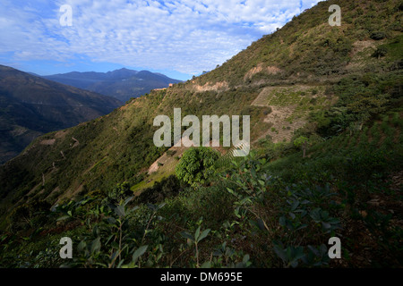 Illegale Coca Felder, Coca Büsche (Erythroxylum Coca) in den Yungas, Coroico, Abteilung La Paz, Bolivien Stockfoto