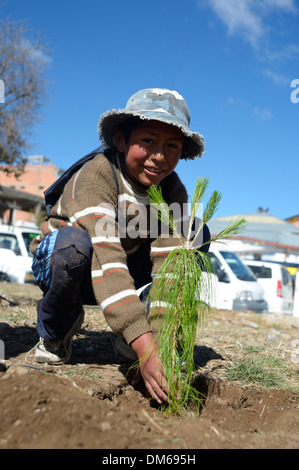 Junge Pflanzen eine Kiefer (Pinus) an einem Aktionstag zum Schutz der Umwelt, El Alto, La Paz, Departamento Stockfoto