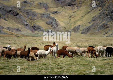 Lama-Herde auf eine hohe Weide in den Anden, Quispillaccta, Ayacucho, Peru Stockfoto