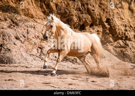 Deutschen Warmblut Palomino Stute im Galopp Sand Neuseeland Stockfoto