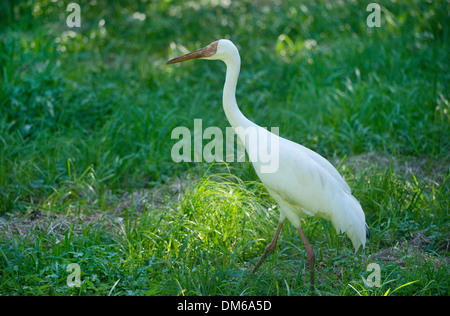 Siberian, Siberian White Crane oder Schnee Kran (Grus Leucogeranus, Leucogeranus Leucogeranus), stehend auf einer Wiese, gefangen Stockfoto