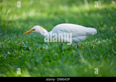 Kuhreiher (Bubulcus Ibis) Futtersuche, Gefangenschaft, Eingeborener nach Nord- und Südamerika, Mecklenburg-Vorpommern, Deutschland Stockfoto