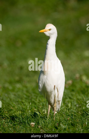 Kuhreiher (Bubulcus Ibis) steht auf einer Wiese, Gefangenschaft, ursprünglich aus Nord und Süd Amerika, Mecklenburg-Vorpommern, Deutschland Stockfoto